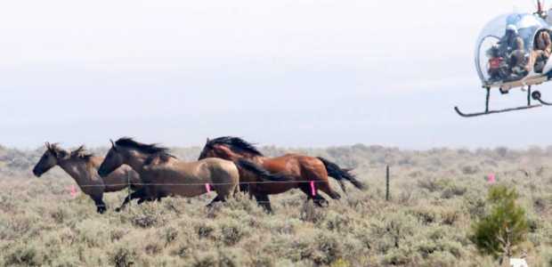 Image source: Corolla Wild Horse Fund via Facebook