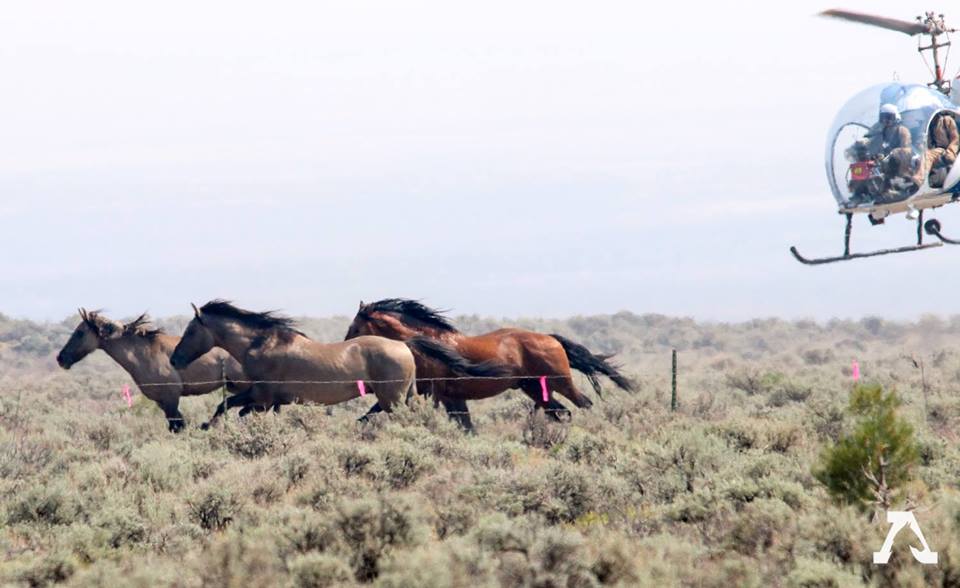 Image source: Corolla Wild Horse Fund via Facebook