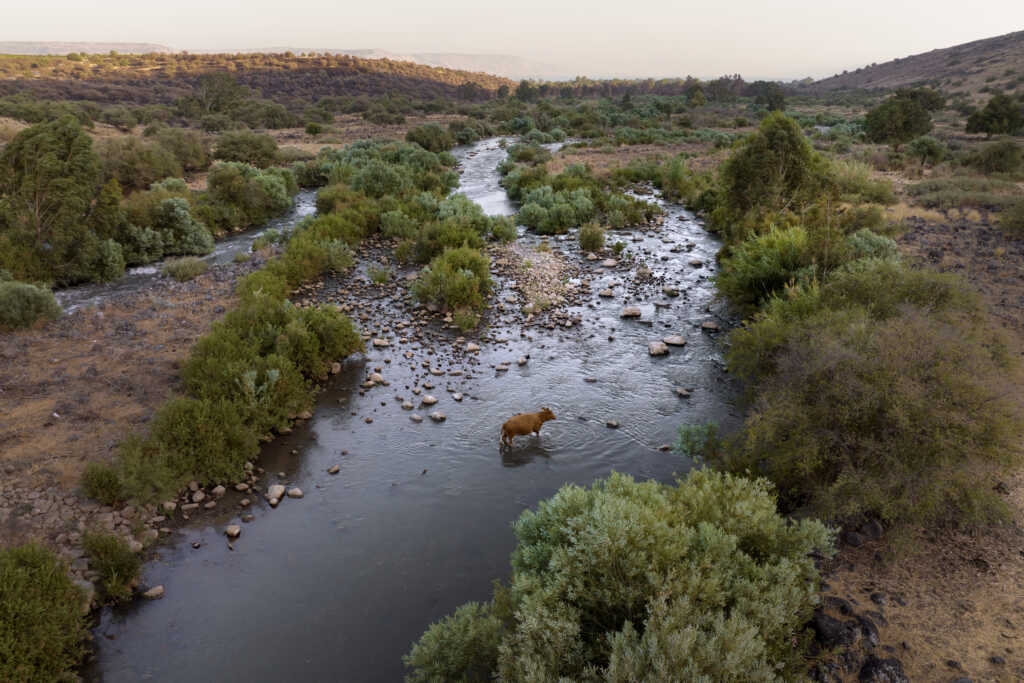 AP Photo/Oded Balilty